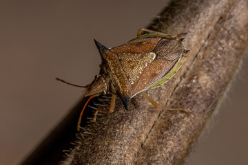 Green belly bug