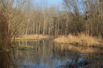 Floodplain forest and willow - Salix caprea. Water flows around the trees. The landscape is illuminated by the setting sun