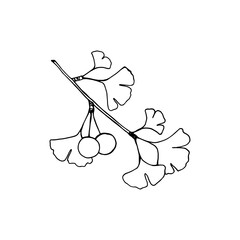 A branch of a ginkgo biloba plant with berries and foliage, drawing close-up in black outline on a white background.