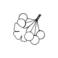Contour drawing of ginkgo biloba branch with leaves and berries.