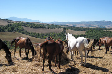 Fototapeta na wymiar Herd of horses grazing in the hills. Colorful horses on the Tuscan hills