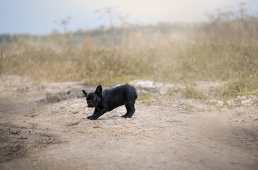 French Bulldog