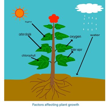 The factors affecting plant growth are light, carbon dioxide, chlorophyll and Spit out oxygen with water vapor, Life science, illustration