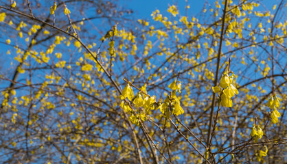 Forsythienstrauch