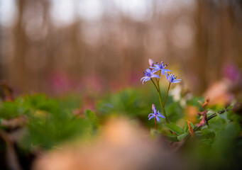 Scilla bifolia in the heart of the forest in warm light