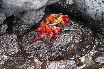 Red crab from the Galapagos Islands