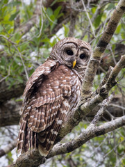 Portrait of a Barred Owl in Mangroves of Everglades National Park, Florida, USA