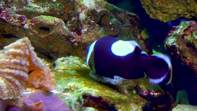 Male and female clown fish, Anemonefish (Amphiprion polymnus) fanning Its eggs