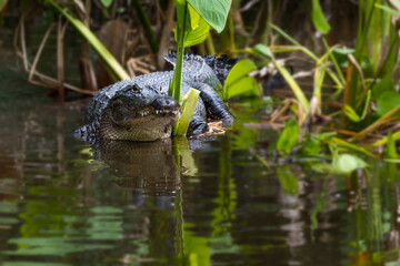 Alligator Hiding Among the Mangrove Plants of Everglades National Park in Florida, USA