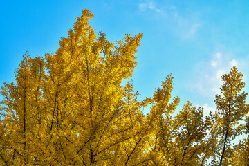 Fototapeta premium yellow autumn leaves