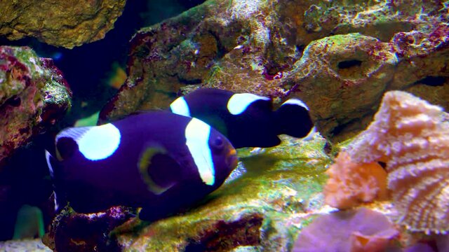 Male and female clown fish, Anemonefish (Amphiprion polymnus) fanning Its eggs