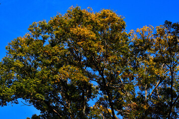 autumn trees against blue sky