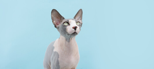Profile cute sphynx cat looking side. Isolated on blue pastel background
