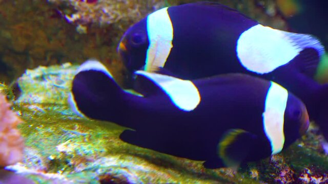 Male and female clown fish, Anemonefish (Amphiprion polymnus) fanning Its eggs