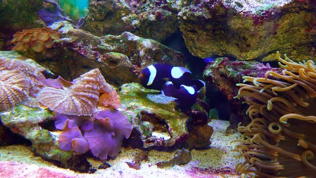 Male and female clown fish, Anemonefish (Amphiprion polymnus) fanning Its eggs