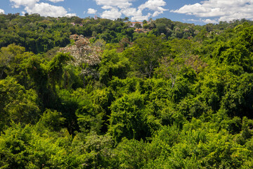 Fototapeta premium Jungle lush vegetation. View of the tropical rainforest green trees foliage beautiful texture and pattern. 