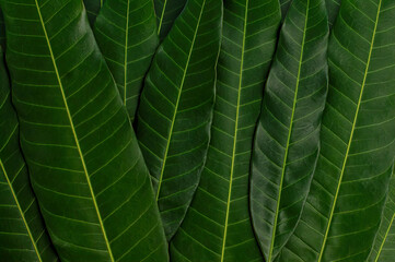 Close up of natural fresh green tropical leaves texture for background. Flat lay, top view.