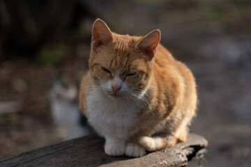 Naklejka na ściany i meble Red and white cat sits on a stone