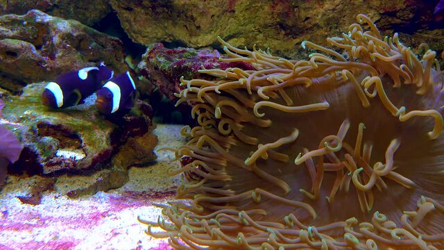 Male and female clown fish, Anemonefish (Amphiprion polymnus) fanning Its eggs