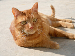 Charmant chat roux profitant du soleil sur la terrasse