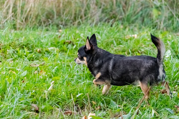 Chihuahua dog is standing and looking on something with interest.