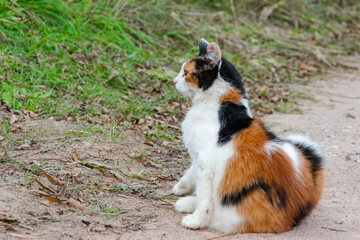 Cat is sitting and looking on something with interest.