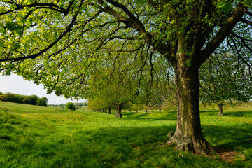 Fototapeta na wymiar Deserted public park with trees bursting into leaf in spring. Beverley, UK.