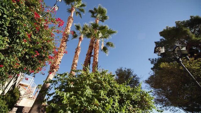 Palm trees and green plants in tropical garden oasis on sunny day, slow motion, low angle view