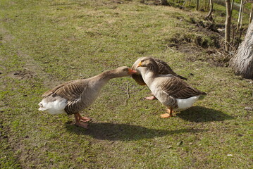 gray geese on a meadow in spring 