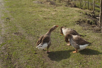 gray geese on a meadow in spring 