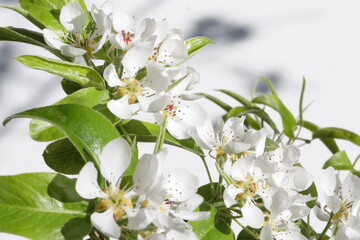 Spring garden pear flower blooms in sunshine