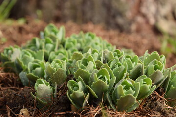Sedum green leaves in dew early spring