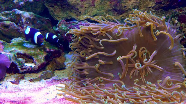 Male and female clown fish, Anemonefish (Amphiprion polymnus) fanning Its eggs