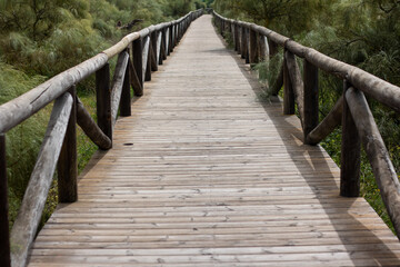 camino de madera por entorno natural