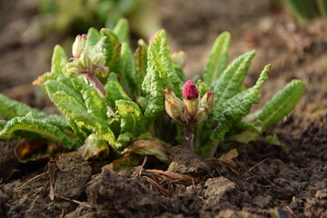 Primula growing buds and leaves