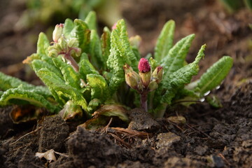 Primula purple buds and leaves