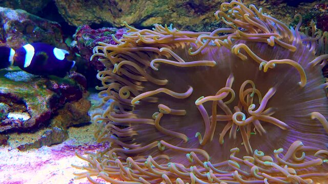 Male and female clown fish, Anemonefish (Amphiprion polymnus) fanning Its eggs