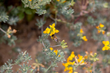 Plantas y flores con abeja recolectando polen