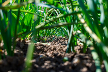 Green onion tunnel, closeup