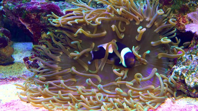 Male and female clown fish, Anemonefish (Amphiprion polymnus) fanning Its eggs