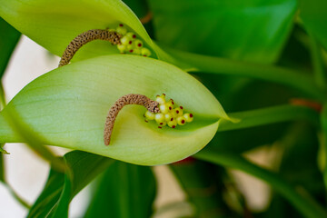 Closeup of a flower