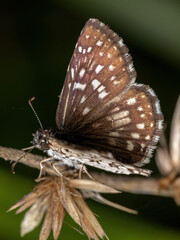 Orcus Checkered Skipper