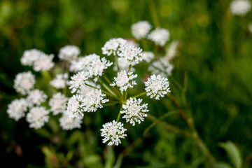 flores y plantas en la naturaleza
