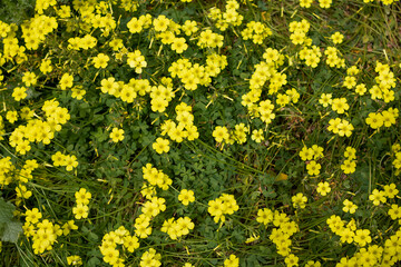 fondo textura plantas