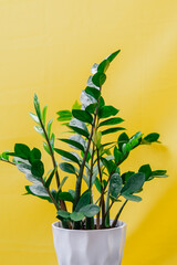 zamioculca plant in flowerpot with yellow background