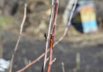 Grafting a fruit tree in the orchard. Connecting a scion to the rootstock of an apple tree.