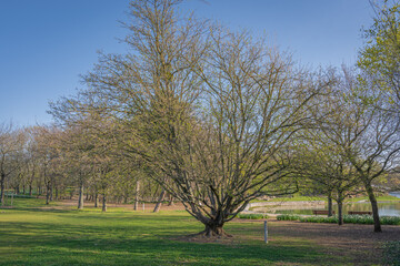 Gennevilliers, France - 02 27 2021: Chanteraines park. Nature in bloom in spring season. a remarkable tree near the artificial pond