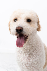 Young dog isolated on white background
