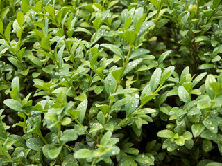Green bush leaves with water drops close up front view