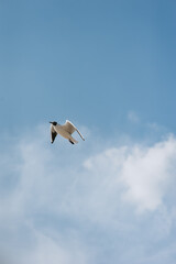 A lonely beautiful white seagull takes off, soars in the blue sky against the backdrop of clouds.